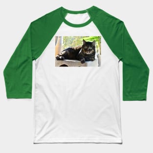 Cats Baseball T-Shirt